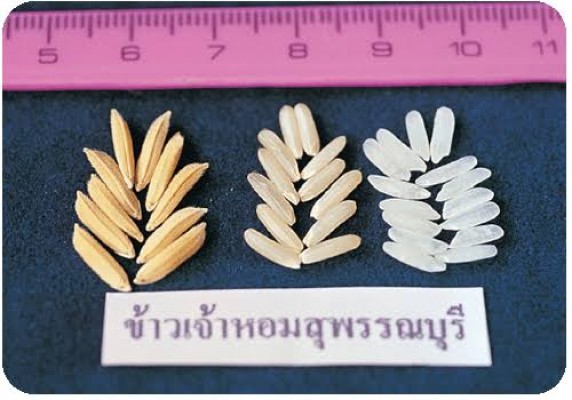 ข้าวเจ้าหอมสุพรรณบุรี